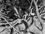 Uriel Orlow - Theatrum Botanicum: The Memory of Trees