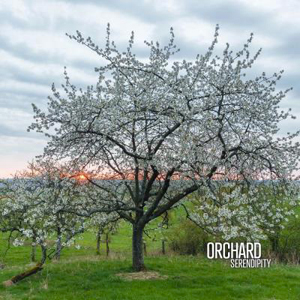  Orchard - Serendipity (CD)