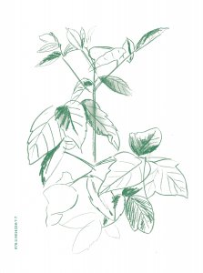 Mauvaises herbes