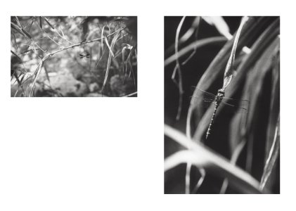 Local Ecology