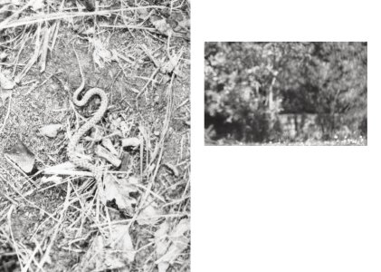 Local Ecology