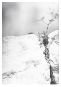 Local Ecology