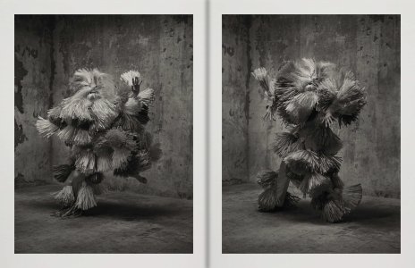 Birds of Mexico City