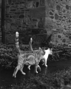 Family Cats
