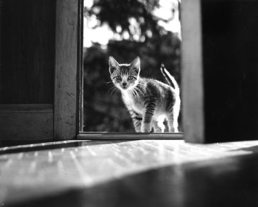 Family Cats