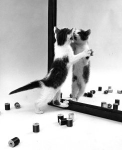 Family Cats