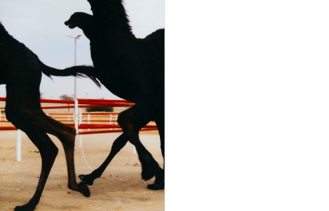 Al Dhafra