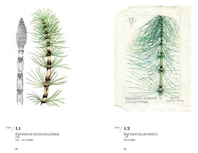 Railway Flora