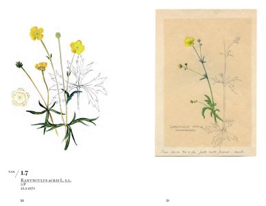 Railway Flora