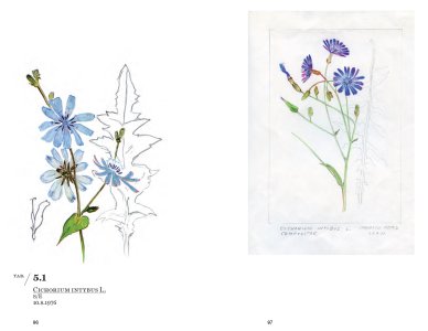 Railway Flora