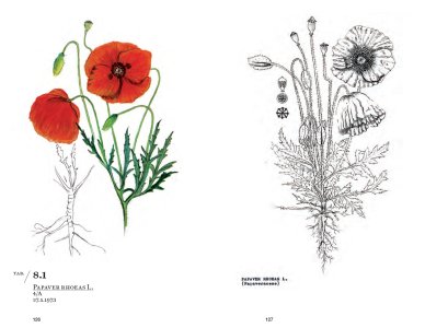Railway Flora