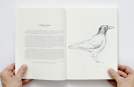 Bird Guide II